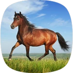 horse sounds android application logo